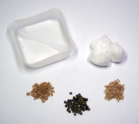 Seed Germination