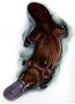 NSW Animal Emblem