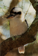 NSW Bird Emblem