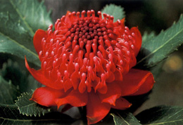 NSW Floral Emblem